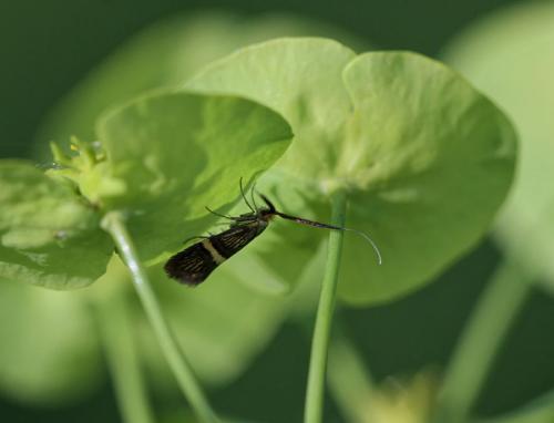 Nemophora degeerella