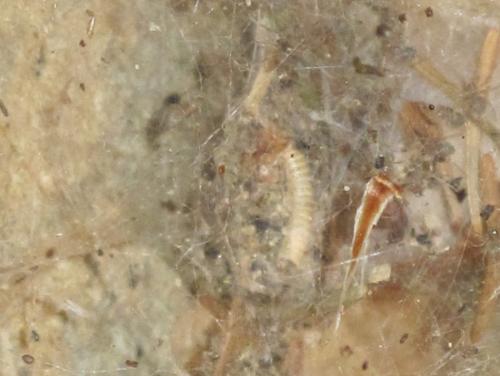 Réf. 85 431 : Eratigena atrica