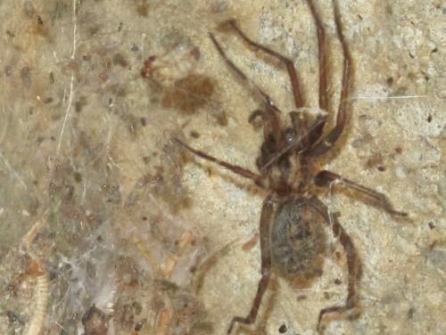 Réf. 85 434 : Eratigena atrica