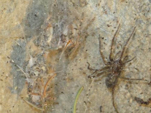 Eratigena atrica