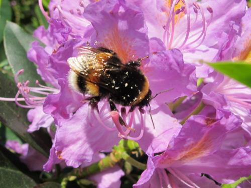 Bombus terrestris