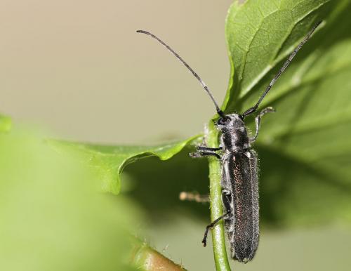 Réf. 85 106 : Stenostola sp.