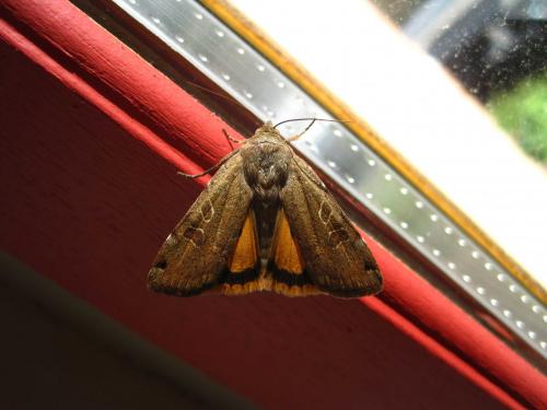 Noctua orbona