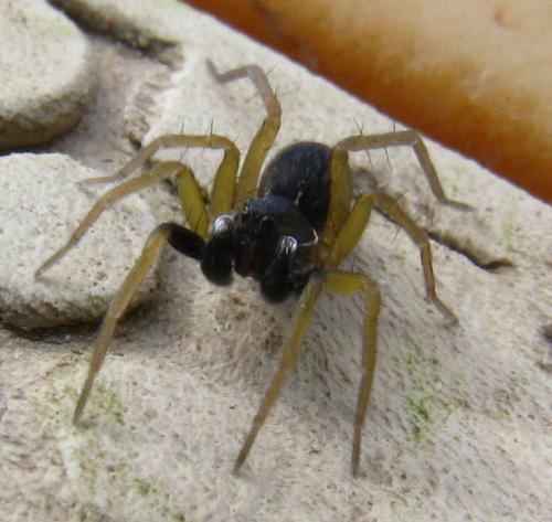 Aulonia albimana