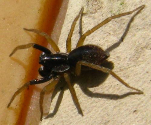 Aulonia albimana