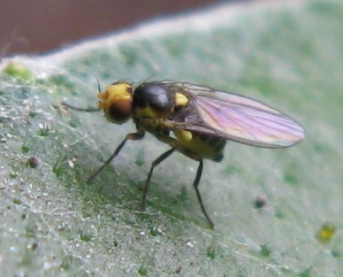 Liriomyza sp.