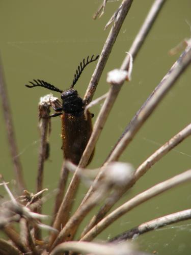 Drilus flavescens