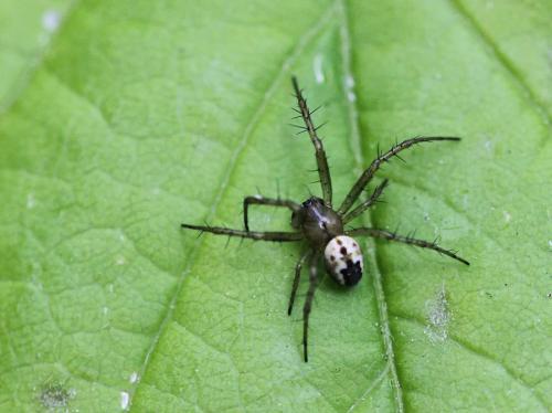 Réf. 85 382 : Mangora acalypha