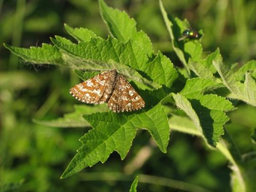 Ematurga atomaria