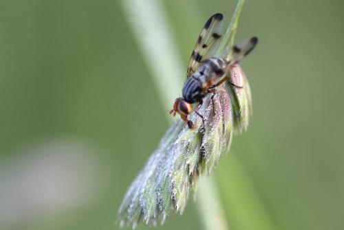 Réf. 85 794 : Otites porcus