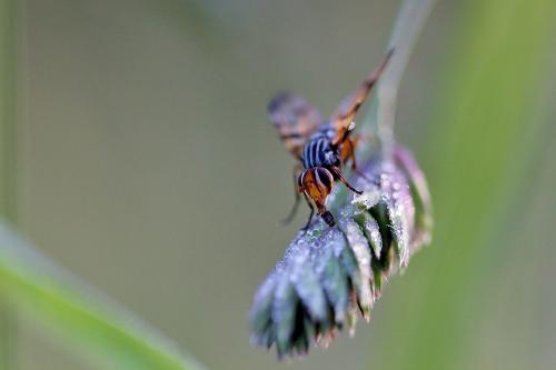 Otites porcus
