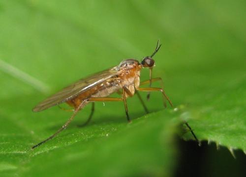 Réf. 85 742 : Empis trigramma