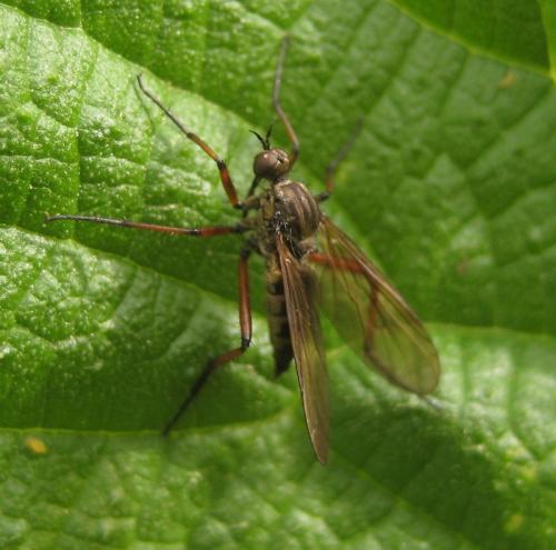 Empis opaca