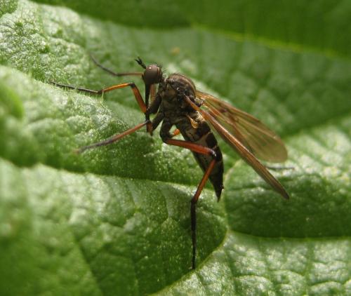 Empis opaca