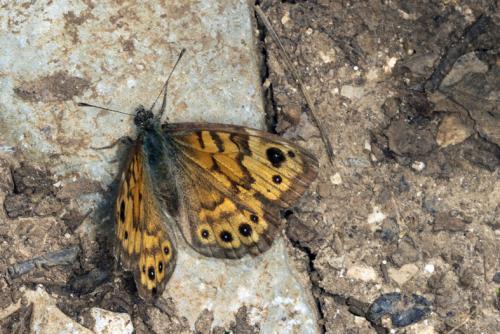 Lasiommata megera