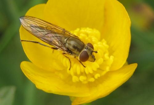 Réf. 85 743 : Platycheirus manicatus