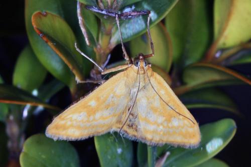 Réf. 85 644 : Sitochroa verticalis