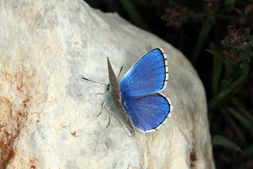 Polyommatus bellargus