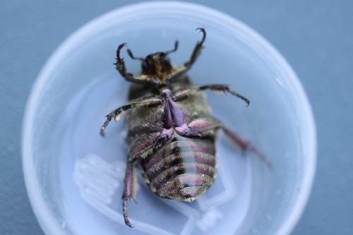 Réf. 85 950 : Potosia cuprea