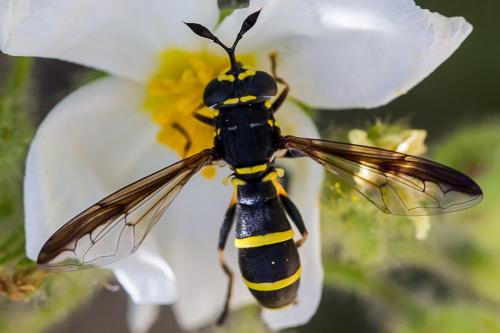 Réf. 85 423 : Ceriana conopsoides