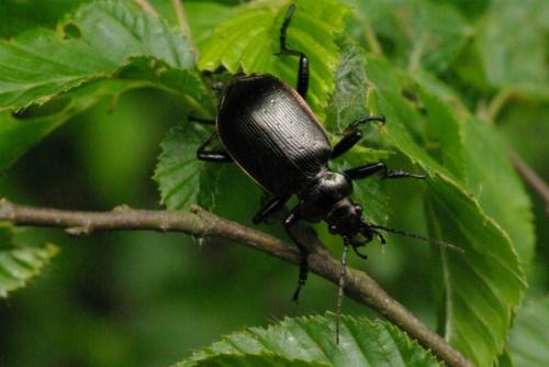 Réf. 85 089 : Calosoma inquisitor