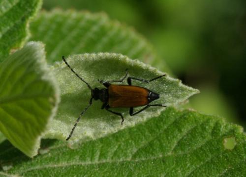 Stictoleptura maculicornis