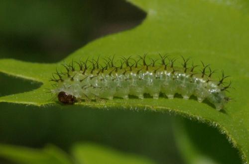 Réf. 85 323 : Periclista lineolata