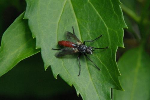 Cylindromyia bicolor