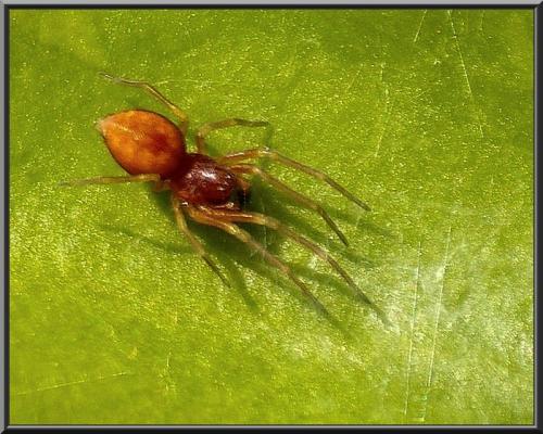 Nigma sp.