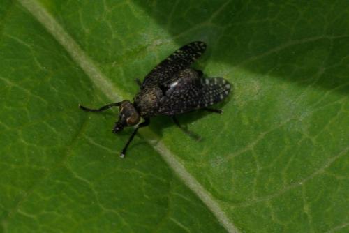 Réf. 85 380 : Platystoma sp.