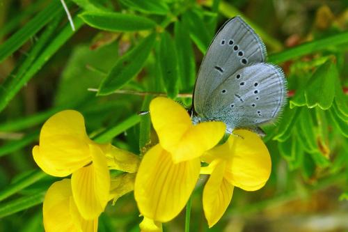 Cupido minimus
