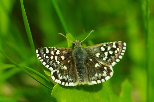 Pyrgus malvoides