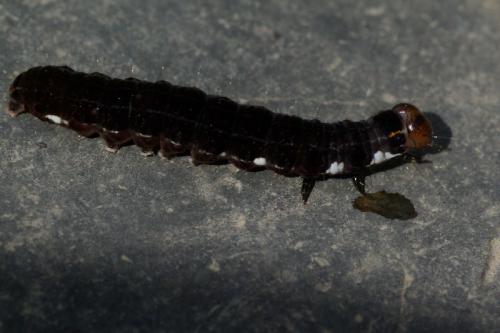 Eupsilia transversa