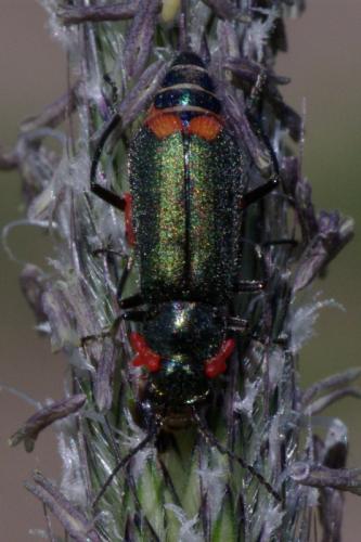 Malachius bipustulatus