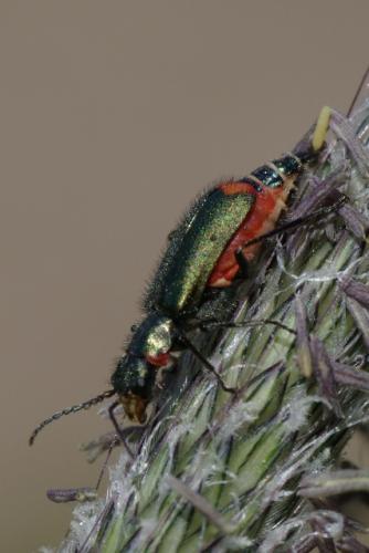 Malachius bipustulatus