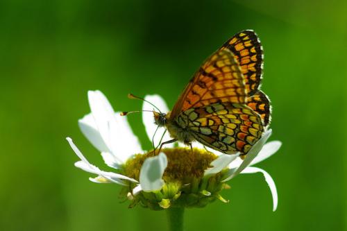 Melitaea deione