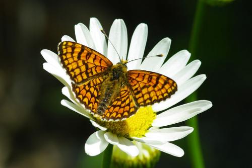 Melitaea deione