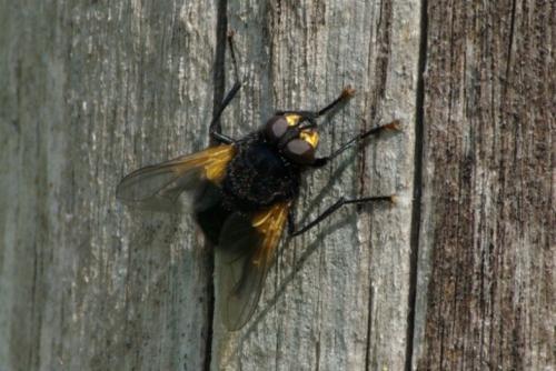 Mesembrina meridiana