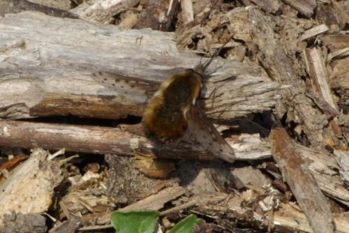 Réf. 85 879 : Bombylius discolor