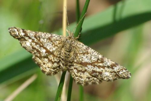 Ematurga atomaria
