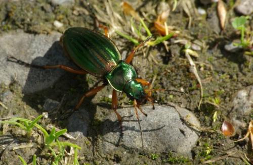 Carabus auratus