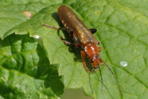 Réf. 85 345 : Cantharis livida