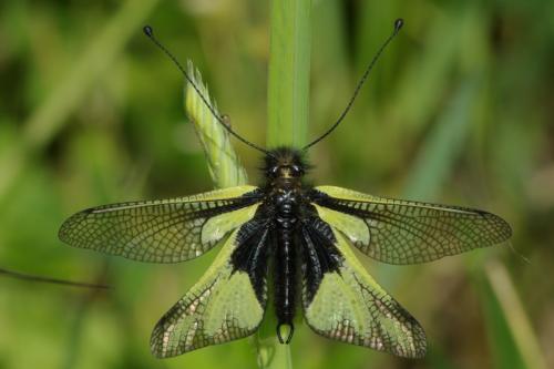 Réf. 85 406 : Libelloides coccajus