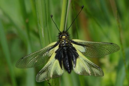 Réf. 85 407 : Libelloides coccajus