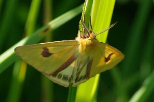 Réf. 85 818 : Diacrisia sannio