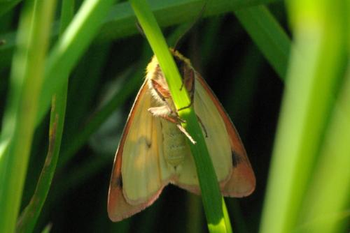 Diacrisia sannio