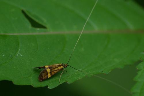 Nemophora degeerella