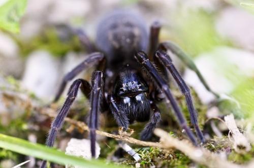 Amaurobius ferox