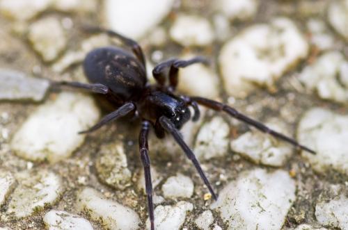 Amaurobius ferox