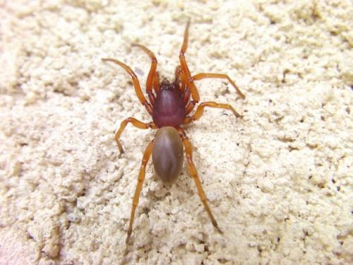 Réf. 85 203 : Dysdera sp.